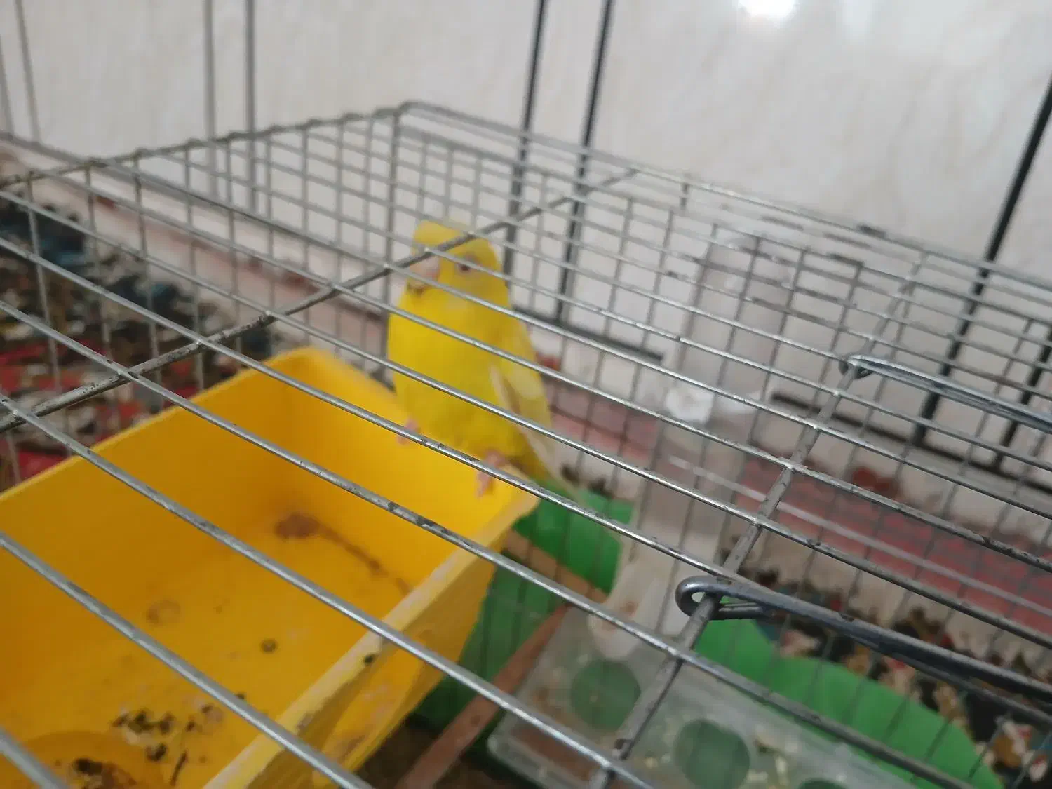 مرغ عشق روستای زراقلی|پرنده|رامهرمز, |دیوار