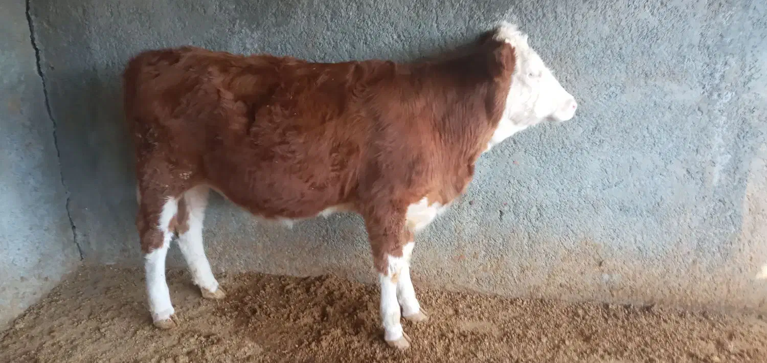 یک عدد گوساله سیمینتال ماده قرمز|حیوانات مزرعه|بیستون, |دیوار