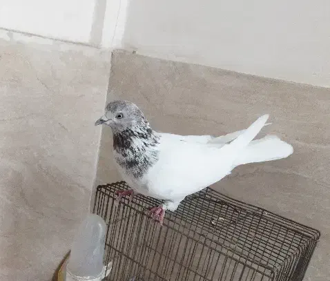 کفتر کله دار غریبگیری|پرنده|قدس, شهرک دانش|دیوار