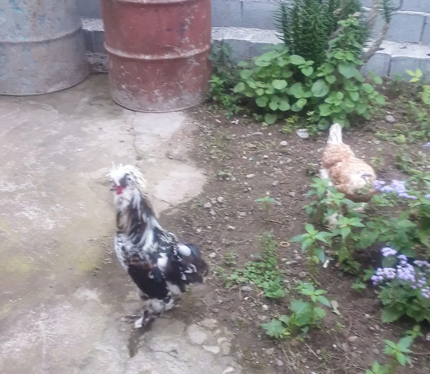 تخم نطف دار|حیوانات مزرعه|رودبنه, |دیوار