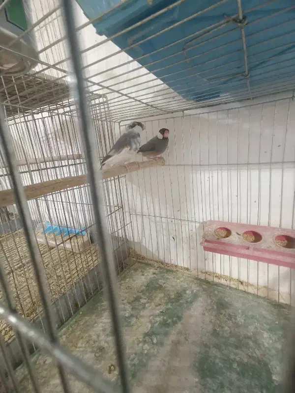 فنج نرگسی|پرنده|مهریز, |دیوار