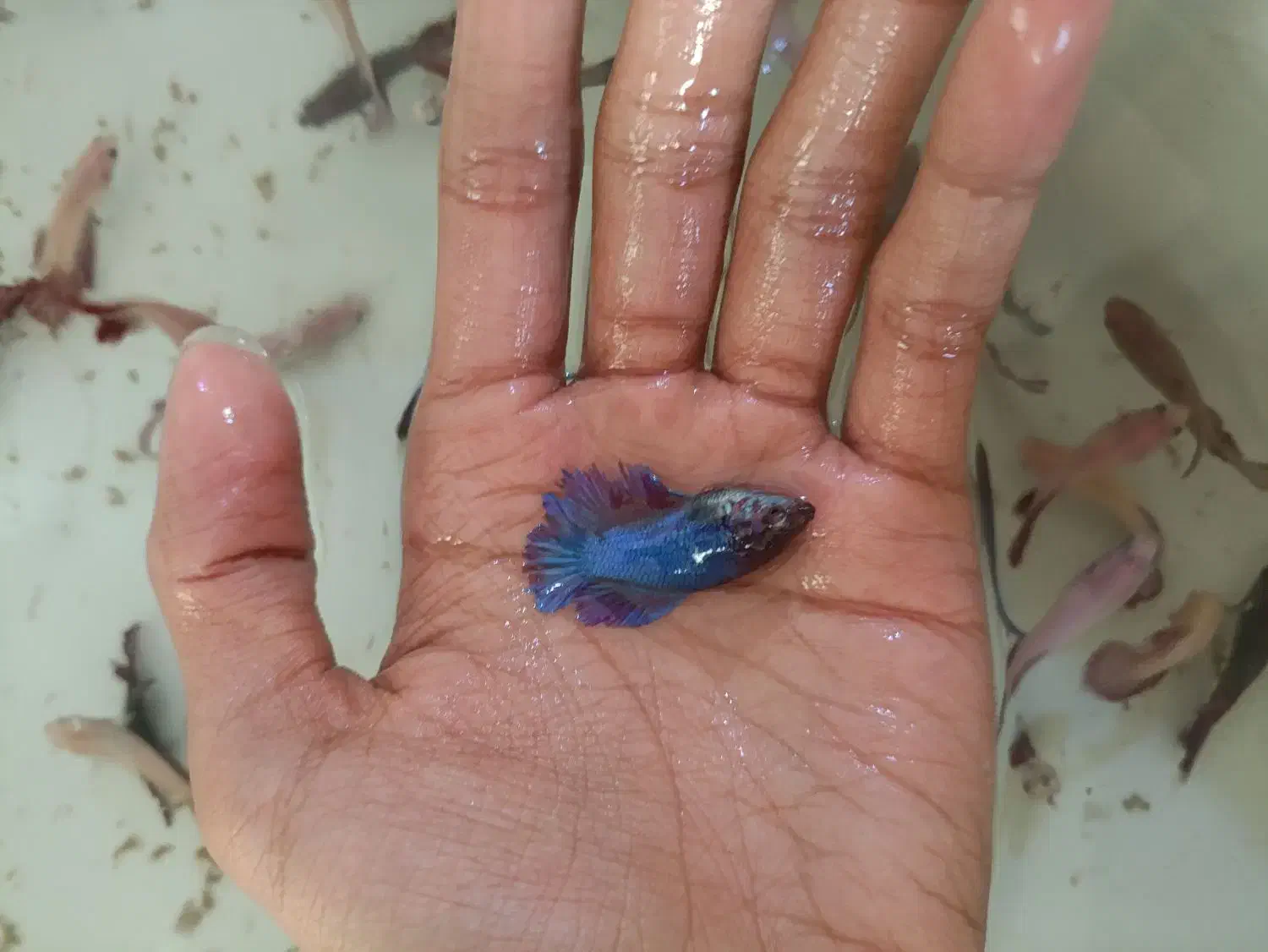 فایتر ماده تکی و عمده همه رنگ|ماهی|شیراز, بالا کفت|دیوار