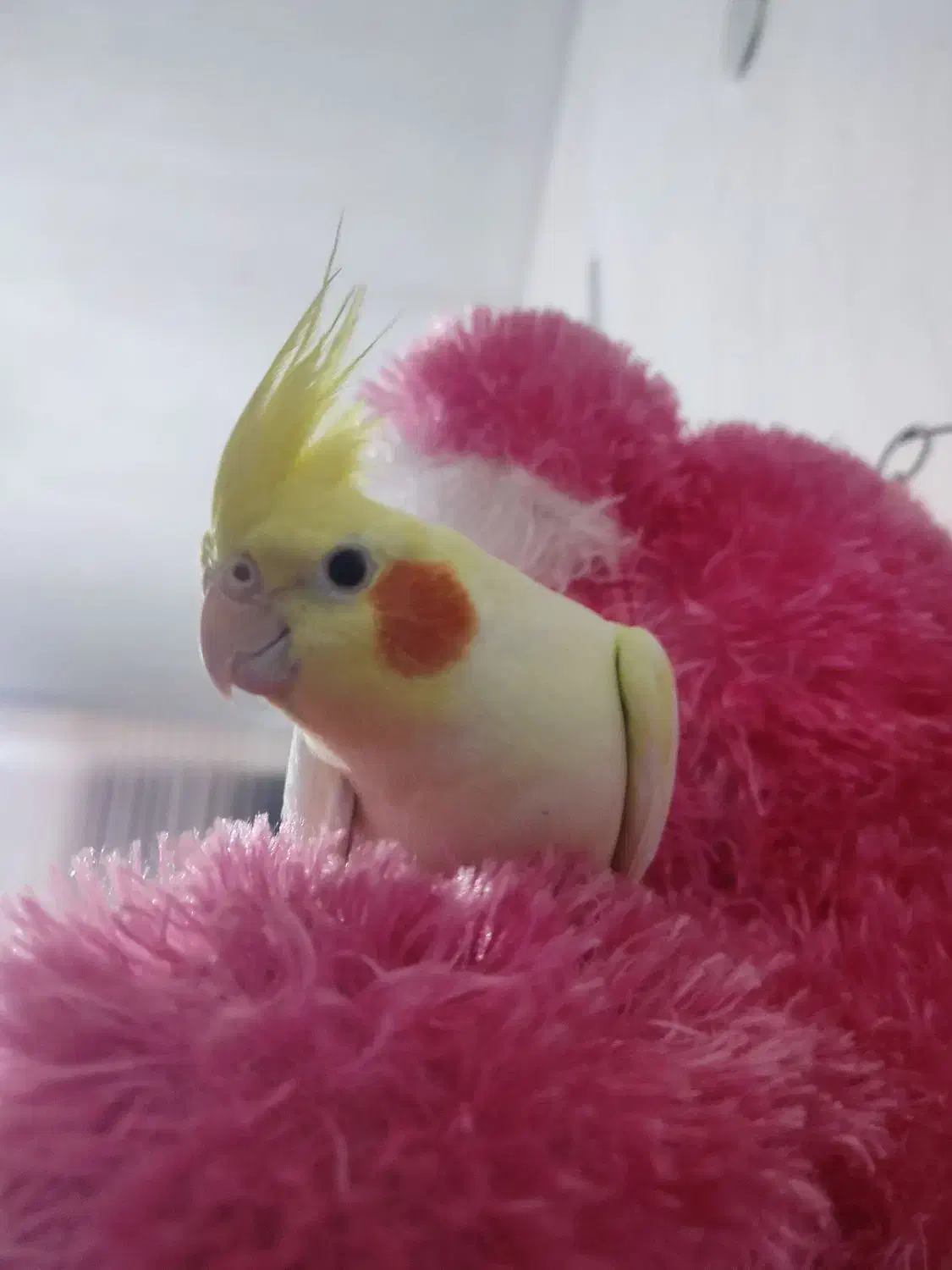 عروس هلندی|پرنده|محلات, |دیوار