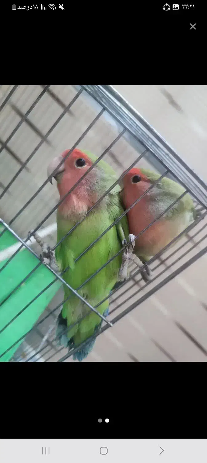 طوطی برزیلی|پرنده|سراب, |دیوار