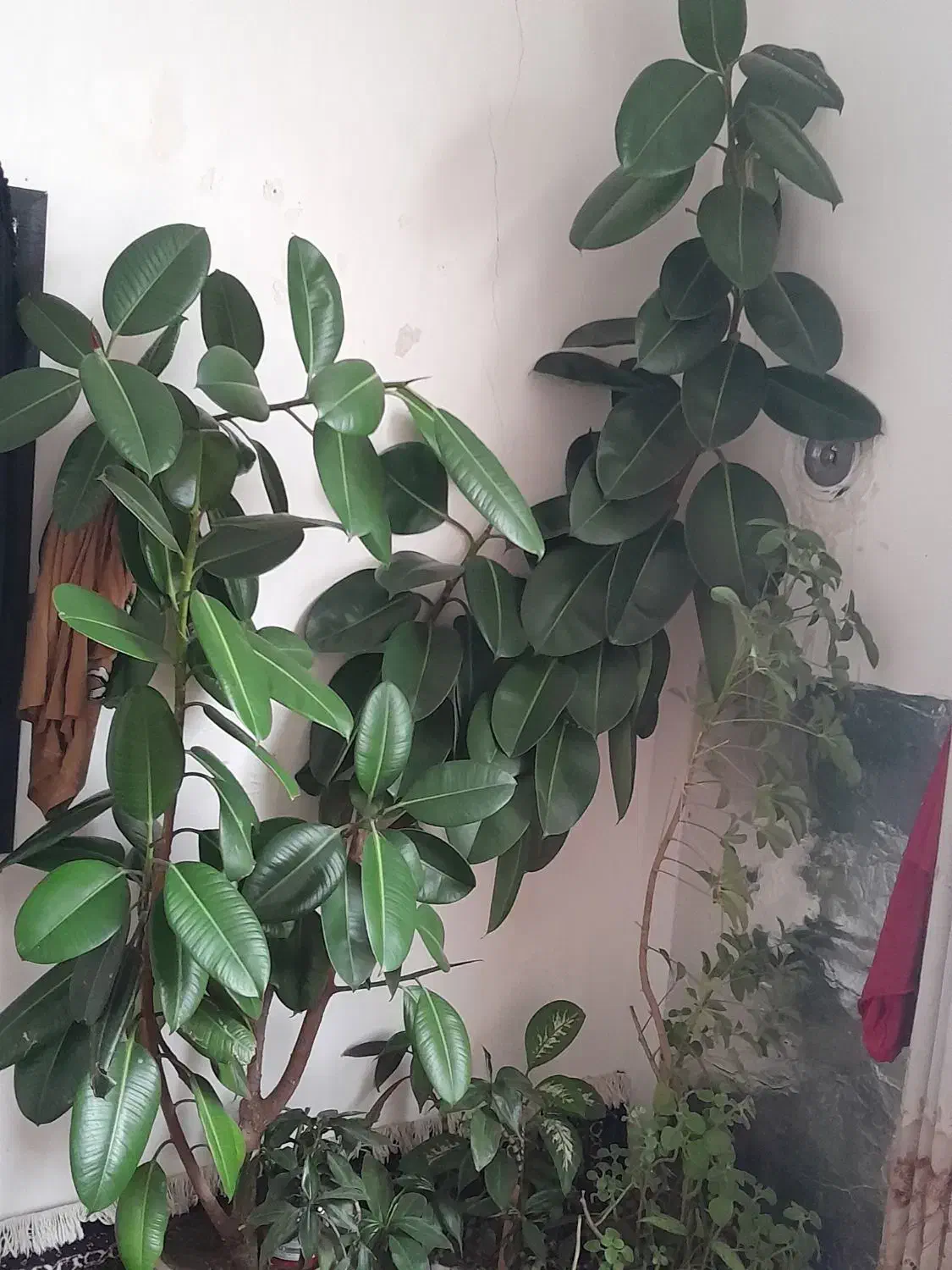 گل بزرگ|گل و گیاه طبیعی|جوانرود, |دیوار