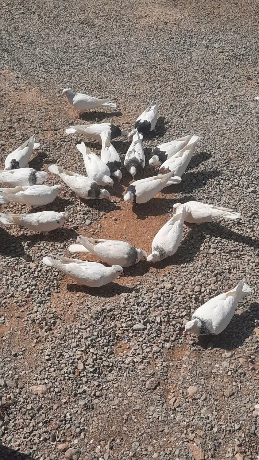 کفتر کبوتر طوقی|پرنده|مهریز, |دیوار