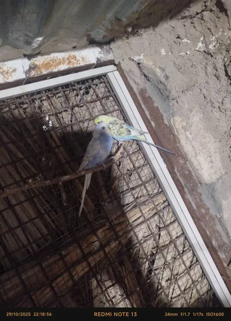 طوطی مرغ عشق|پرنده|نورآباد ممسنی, |دیوار