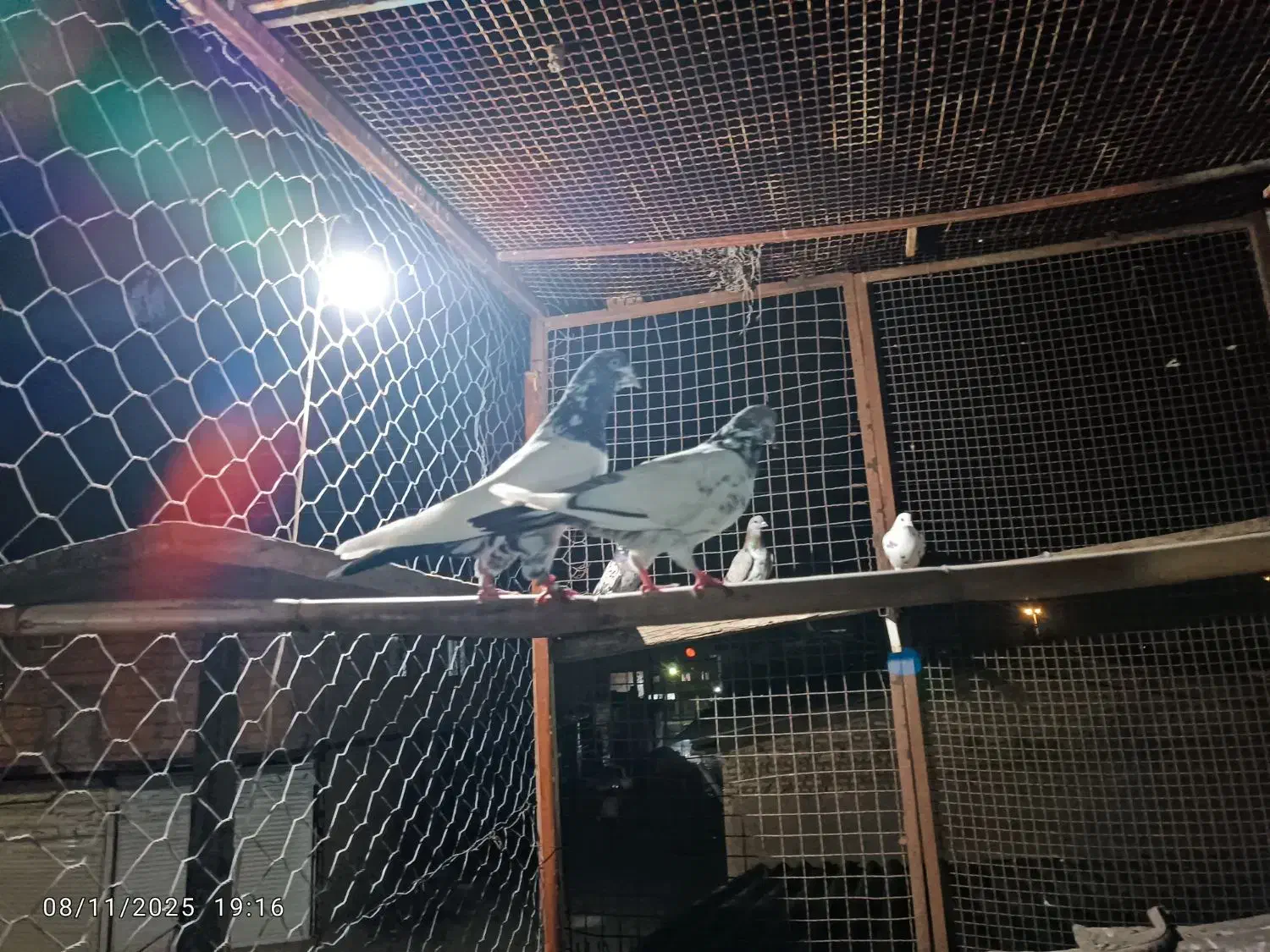 کفتر|پرنده|خان ببین, |دیوار