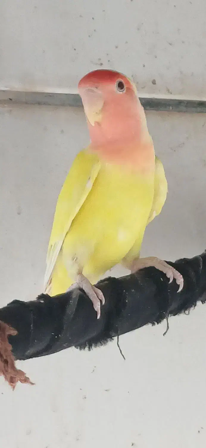 طوطی برزیلی|پرنده|برازجان, |دیوار