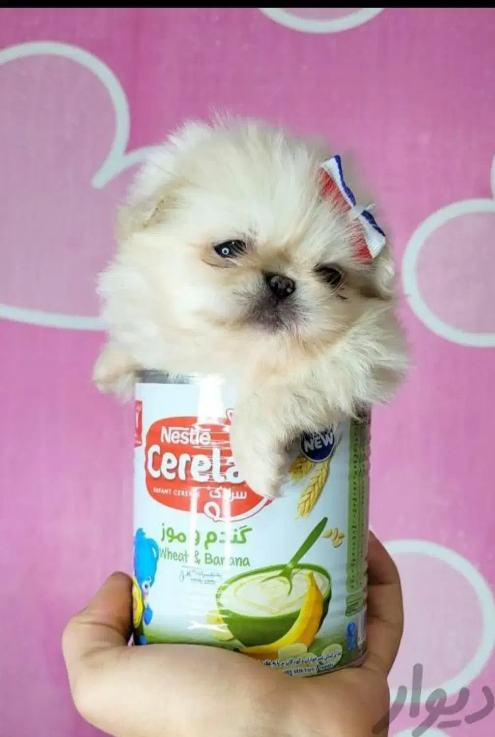 سه توله|سگ|کرمانشاه, |دیوار