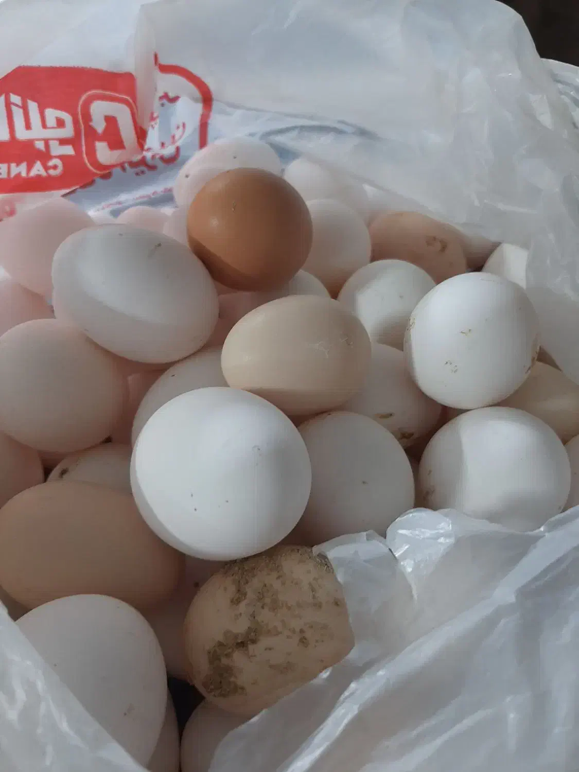 تخم مرغ محلی طبیعی|خوردنی و آشامیدنی|قم, نیروگاه|دیوار