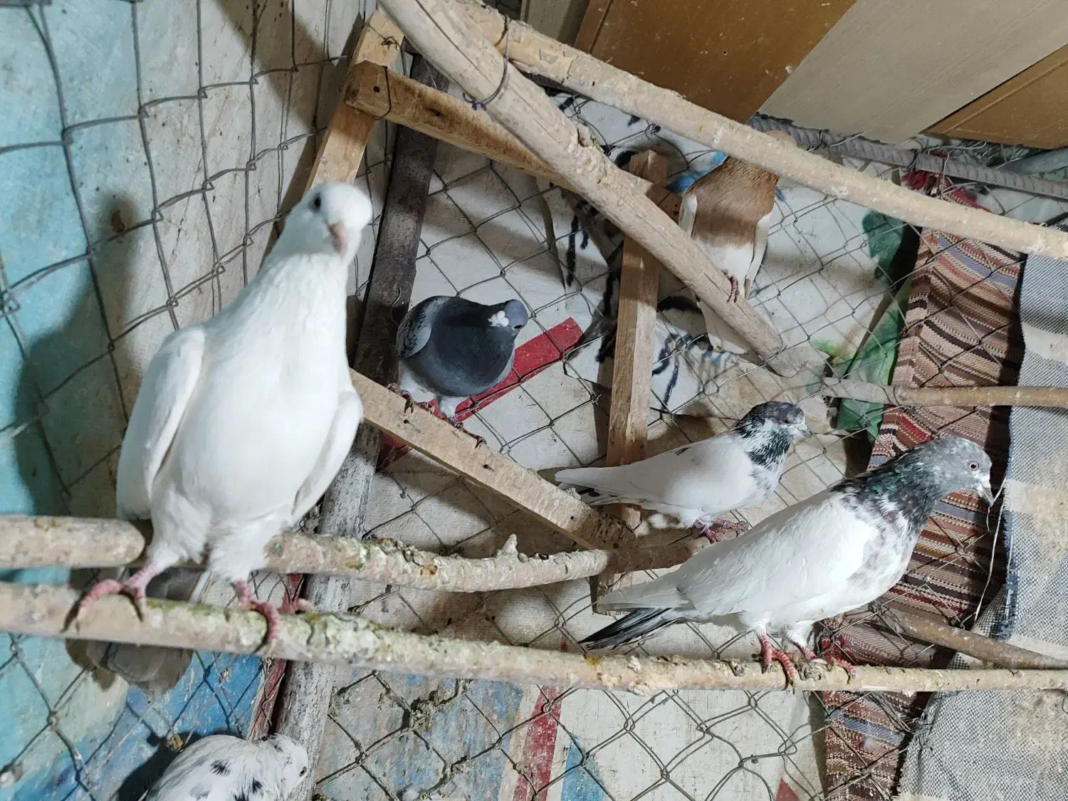 ۶ عدد کبوتر گشتی|پرنده|سنندج, |دیوار