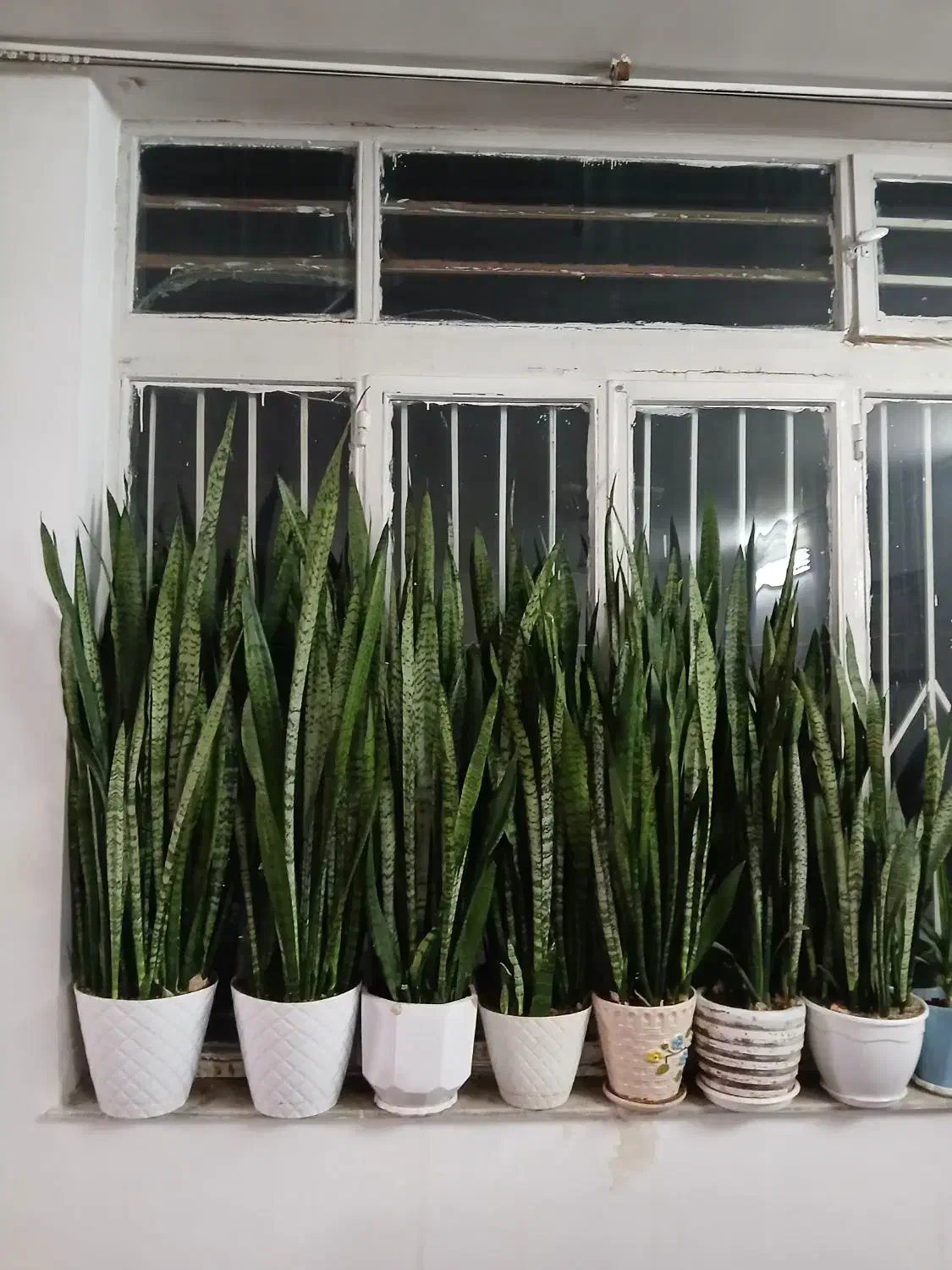 گل طبیعی ابلق پر شاخه|گل و گیاه طبیعی|مشهد, نیزه|دیوار