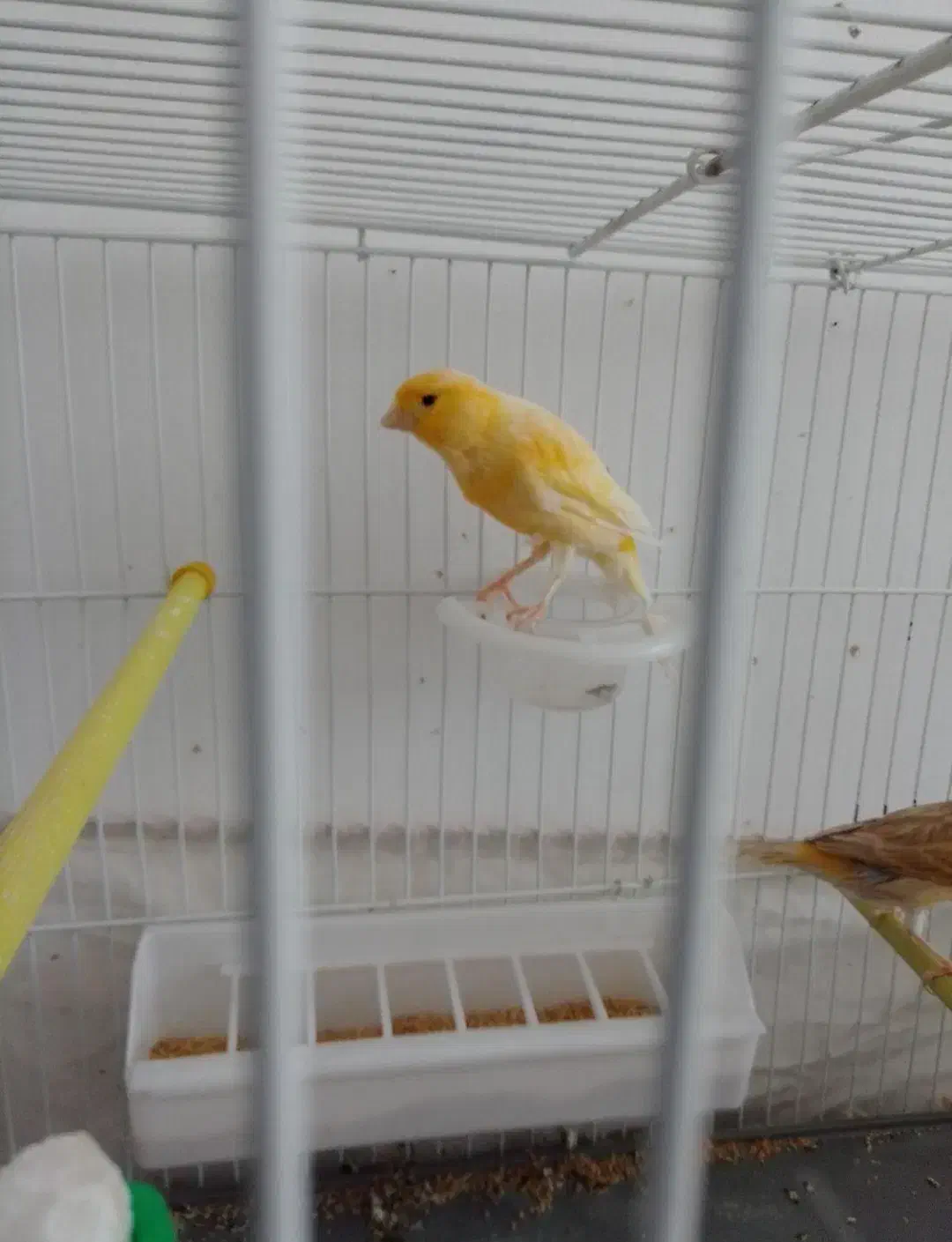 قناری و سهره|پرنده|کلیائی, |دیوار