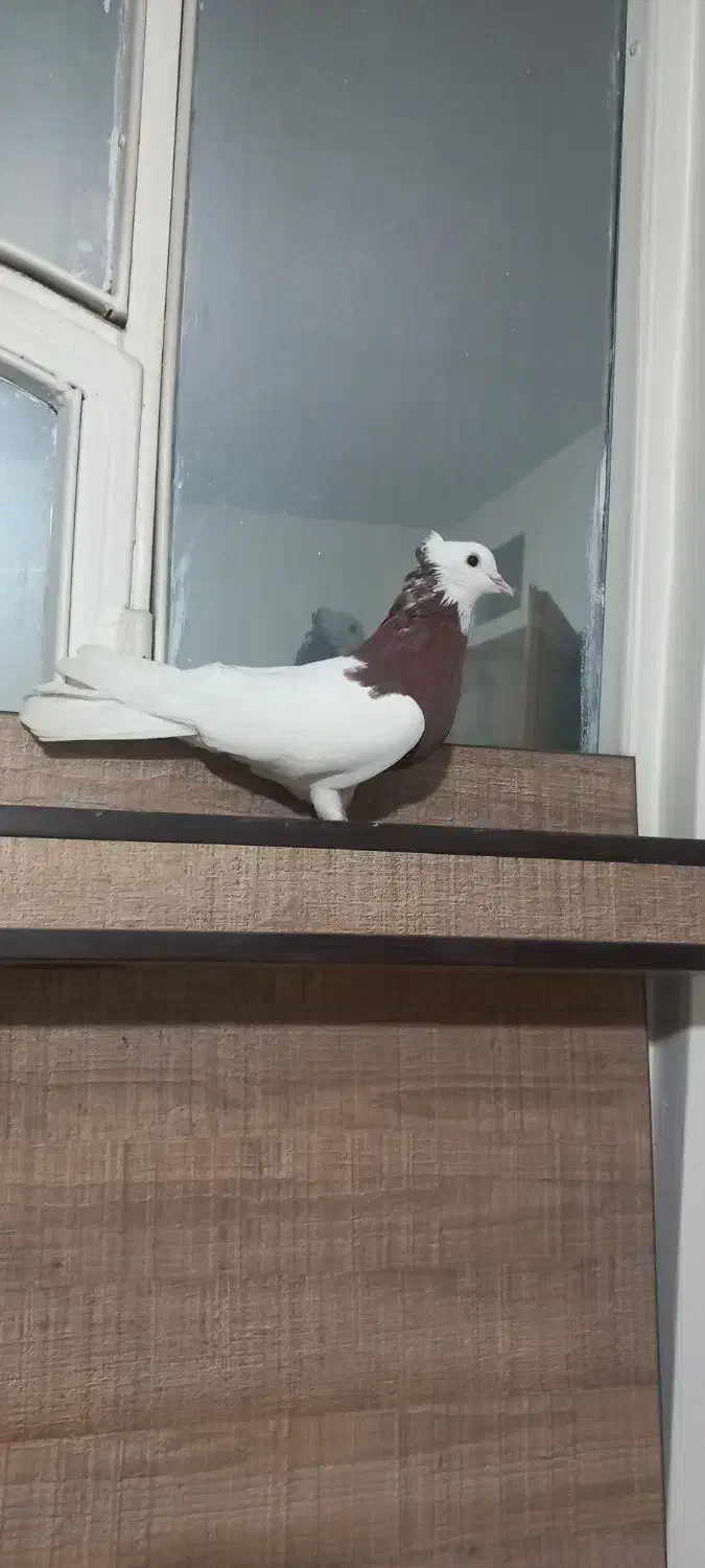 کبوتر|پرنده|تهران, مسعودیه|دیوار