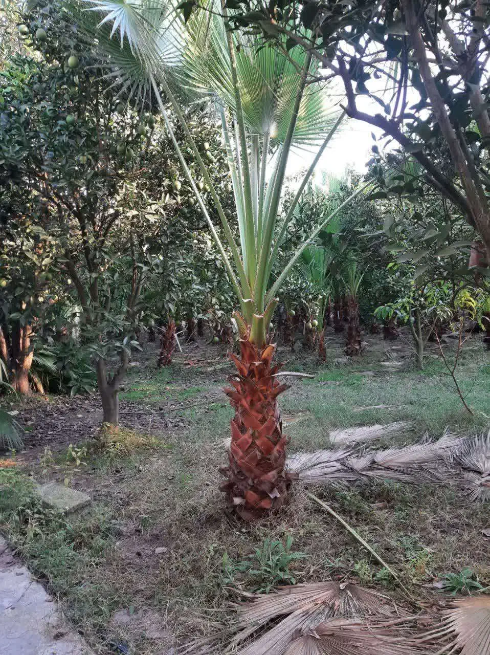 فروش زیر قیمت و فوری برگ و تنه درخت پالم|گل و گیاه طبیعی|آمل, |دیوار