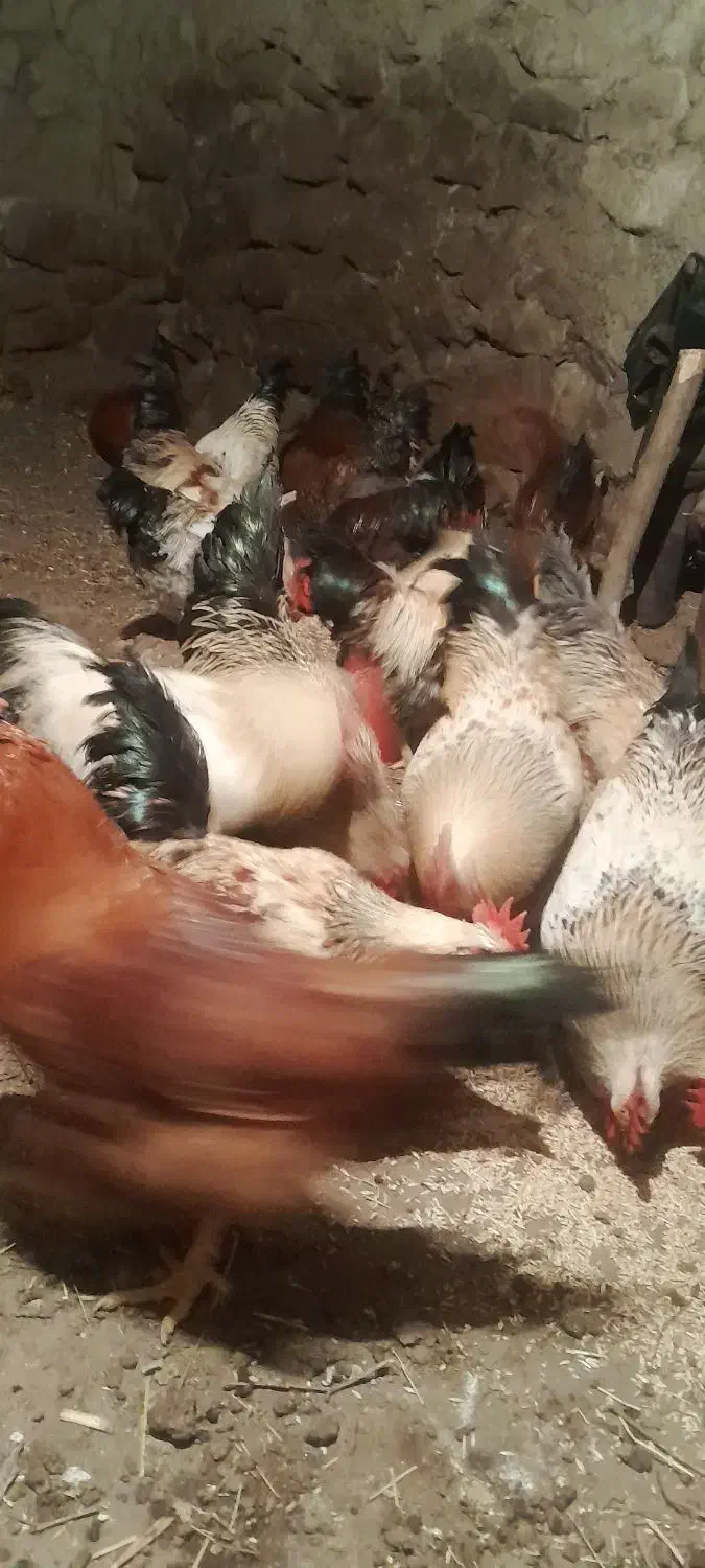 خروس طبیعی|حیوانات مزرعه|آبش احمد, |دیوار