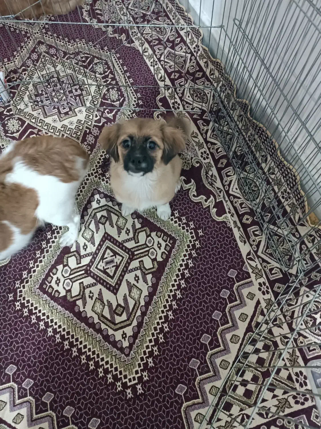 سگ ماده|سگ|گنبد کاووس, |دیوار