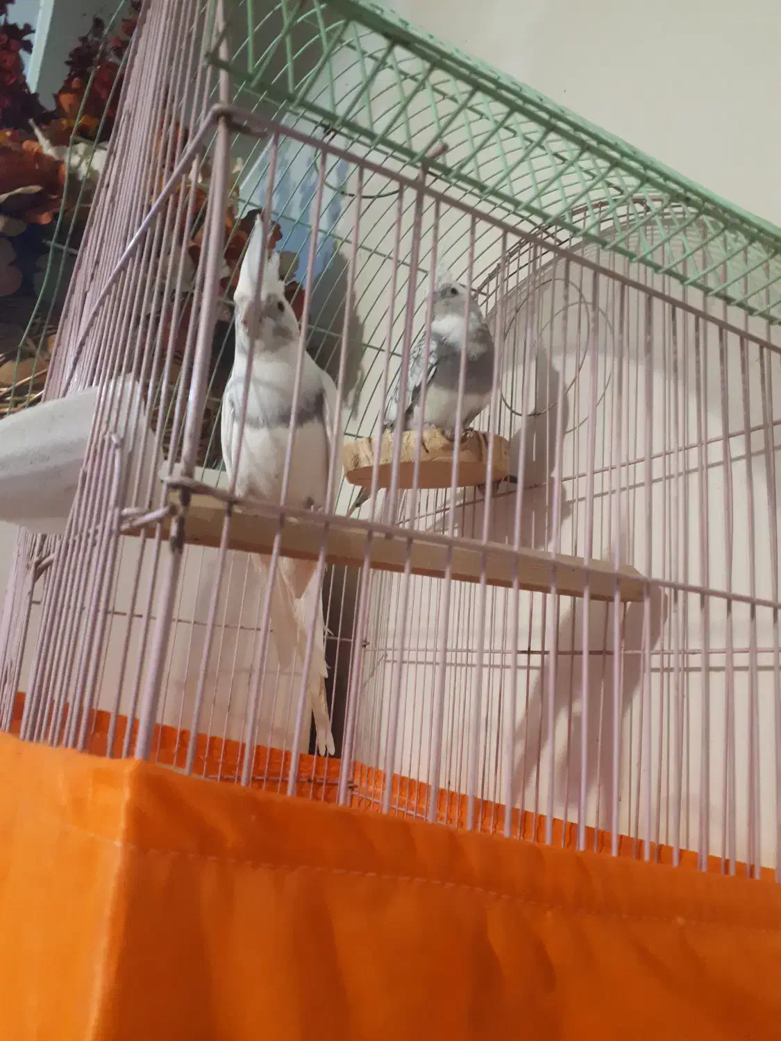 یک جفت عروس هلندی جوان آلبنو دوکت|پرنده|تهران, سازمان برنامه جنوبی|دیوار