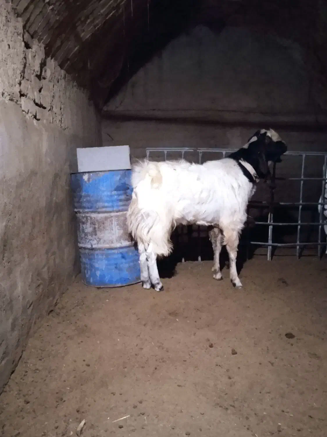 کره نر|حیوانات مزرعه|شهرضا, |دیوار