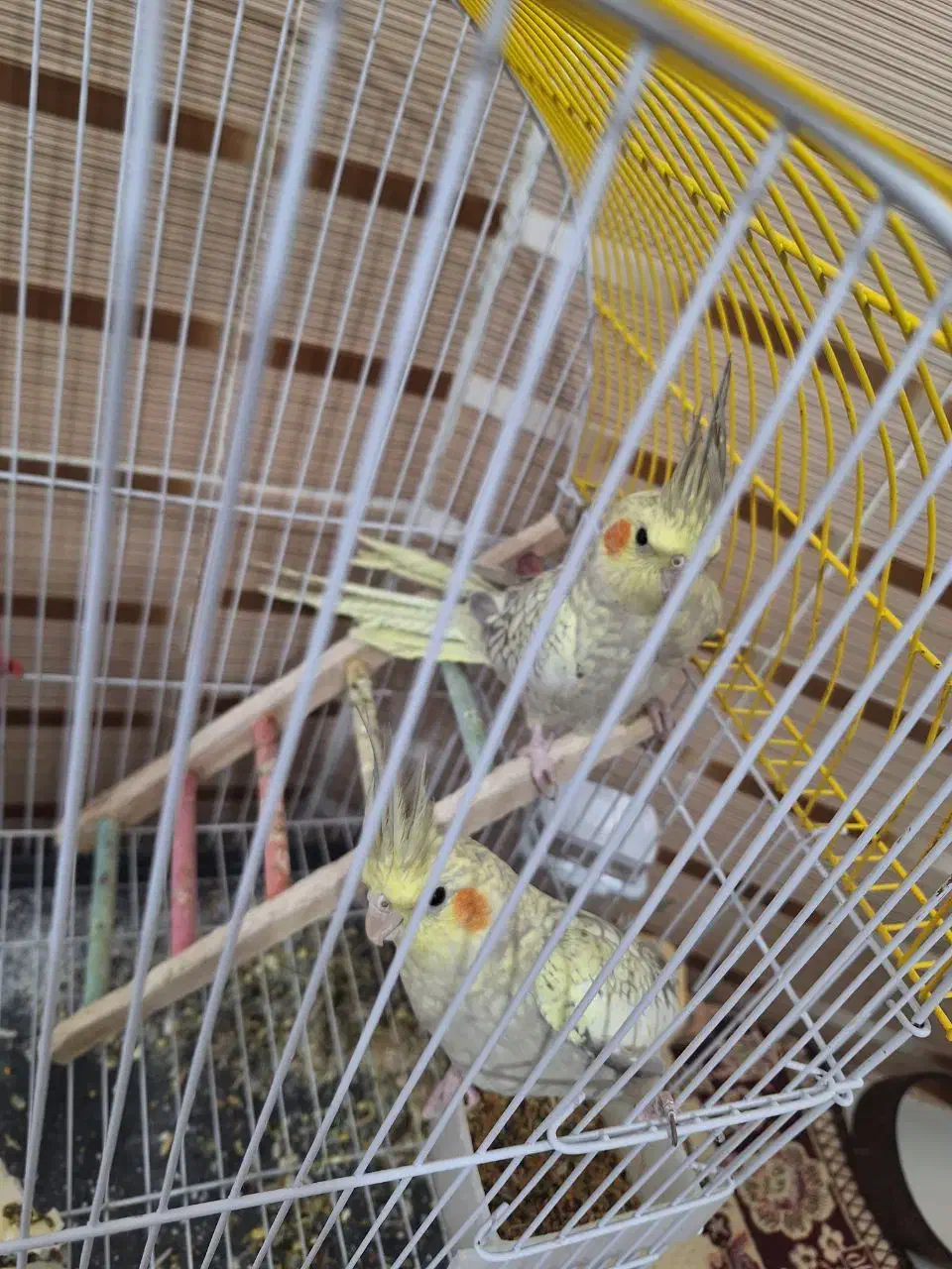 عروس هلندی|پرنده|زرقان, |دیوار