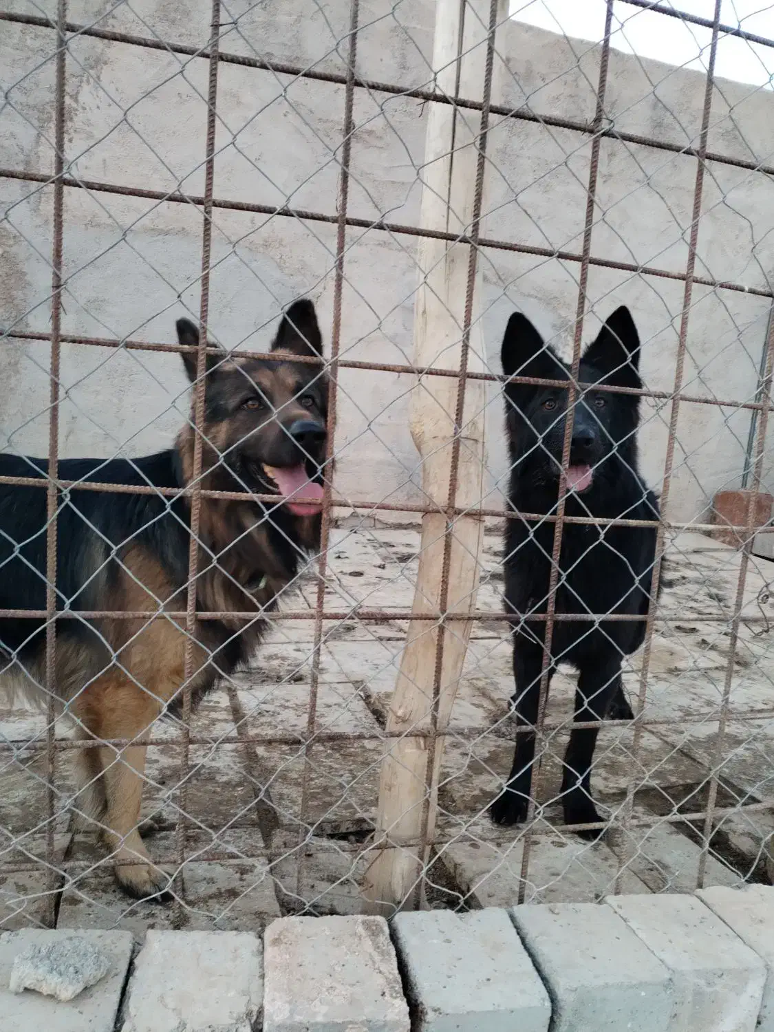 سگ ژرمن قشنگ|سگ|بجنورد, |دیوار