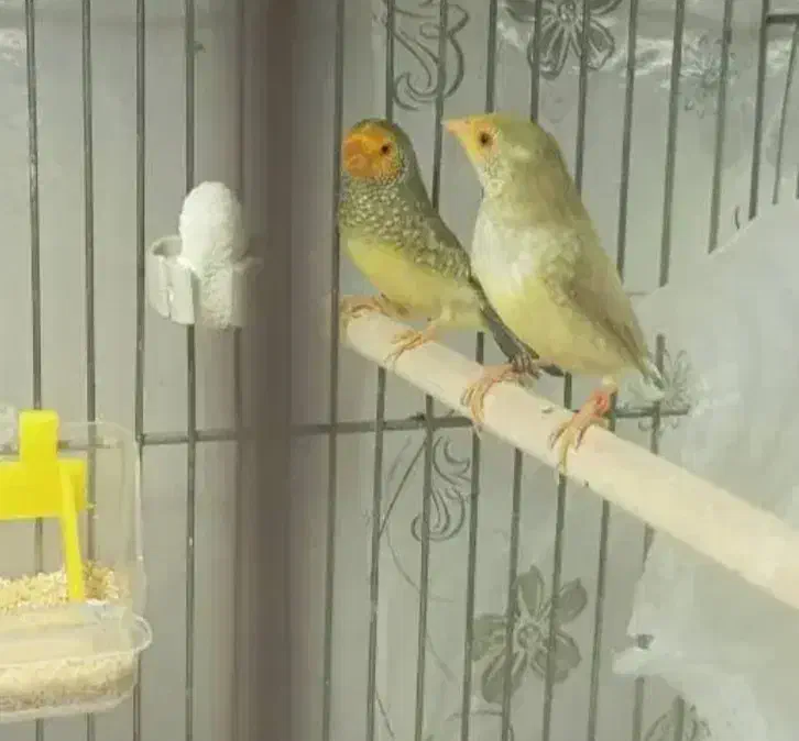 فنچ|پرنده|بندر ماهشهر, |دیوار