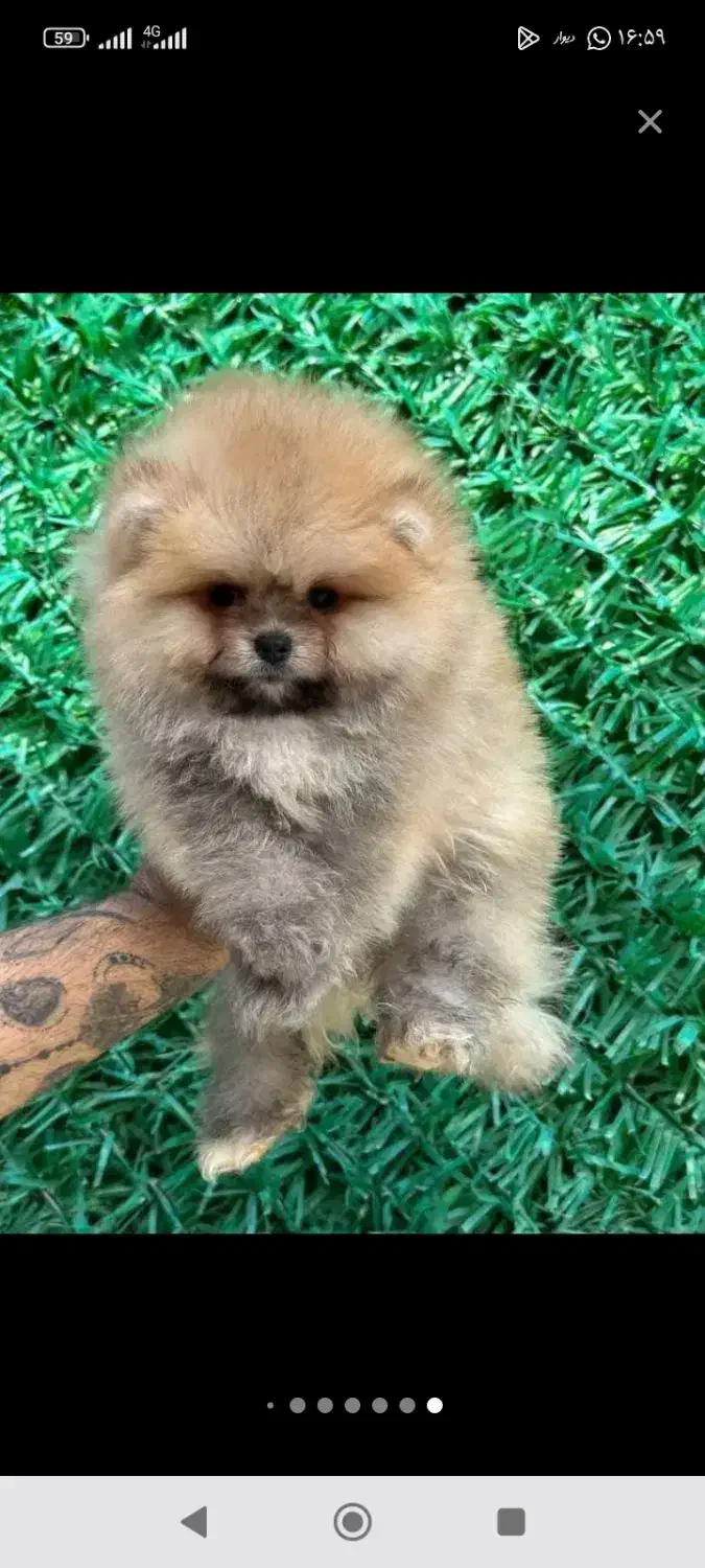 سگ پامر خرسی دوسر /سایز صفر پامر|سگ|مشهد, اقبال|دیوار