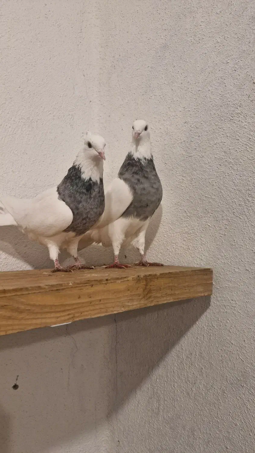 طوقی دونه ای هفتصد|پرنده|یاسوج, |دیوار