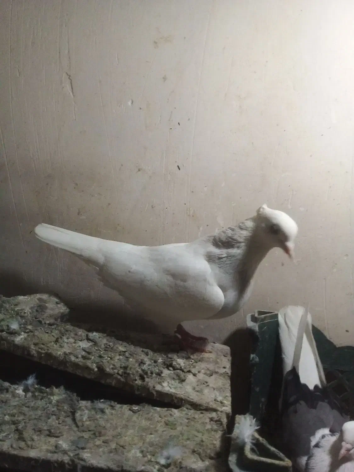 طوقی ابی|پرنده|قم, ولیعصر|دیوار