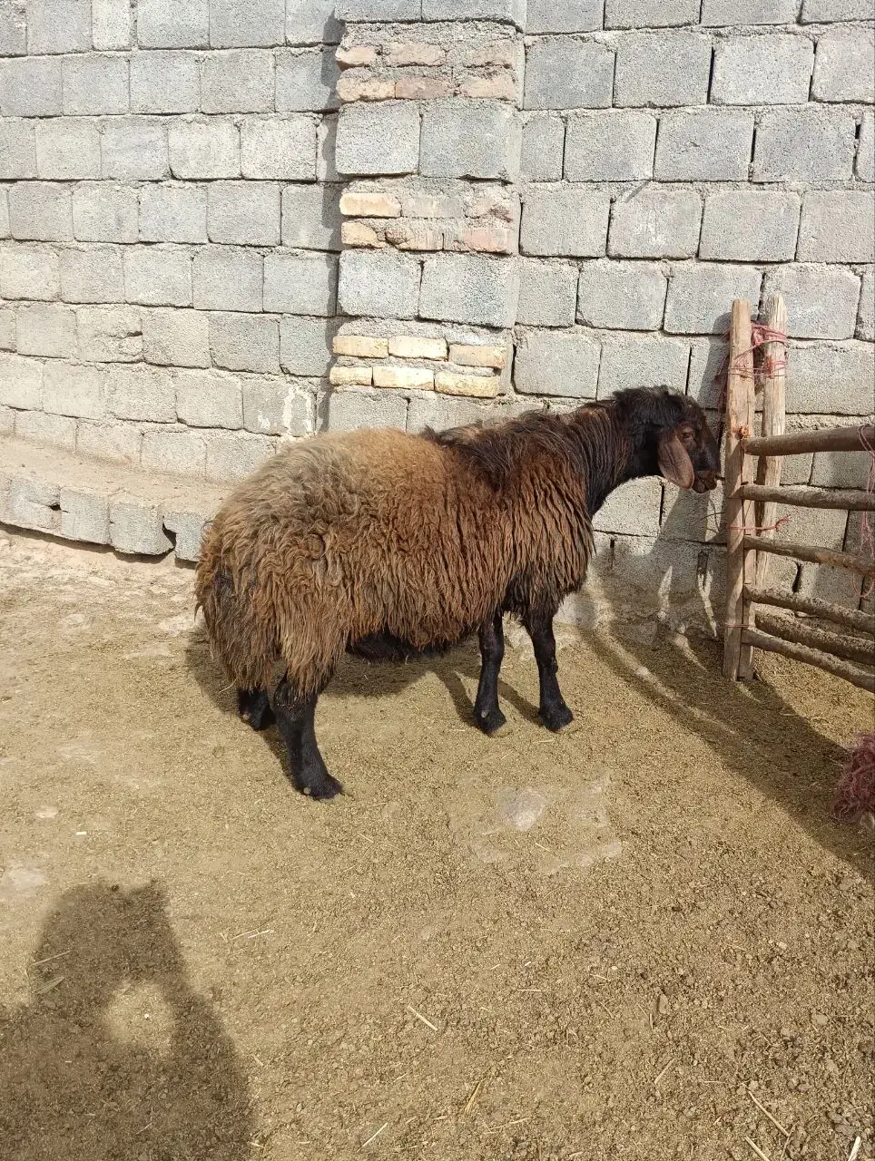 قوچ میش بره|حیوانات مزرعه|داران, |دیوار