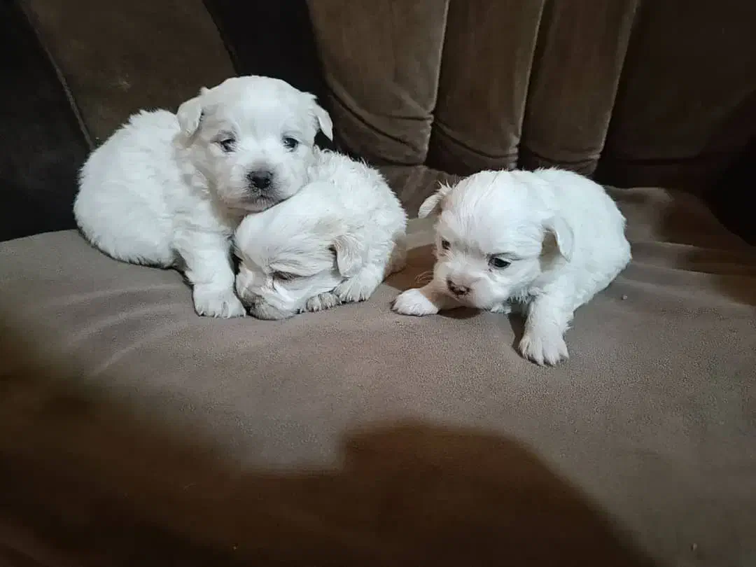 توله مالتیز|سگ|ماهدشت, |دیوار