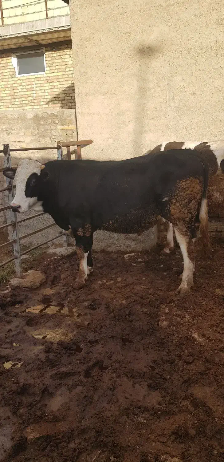 گوساله نر|حیوانات مزرعه|قیدار, |دیوار