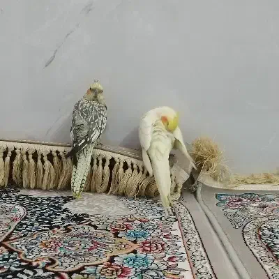 عروس هلندی نر و ماده دستی|پرنده|قم, وادی السلام|دیوار