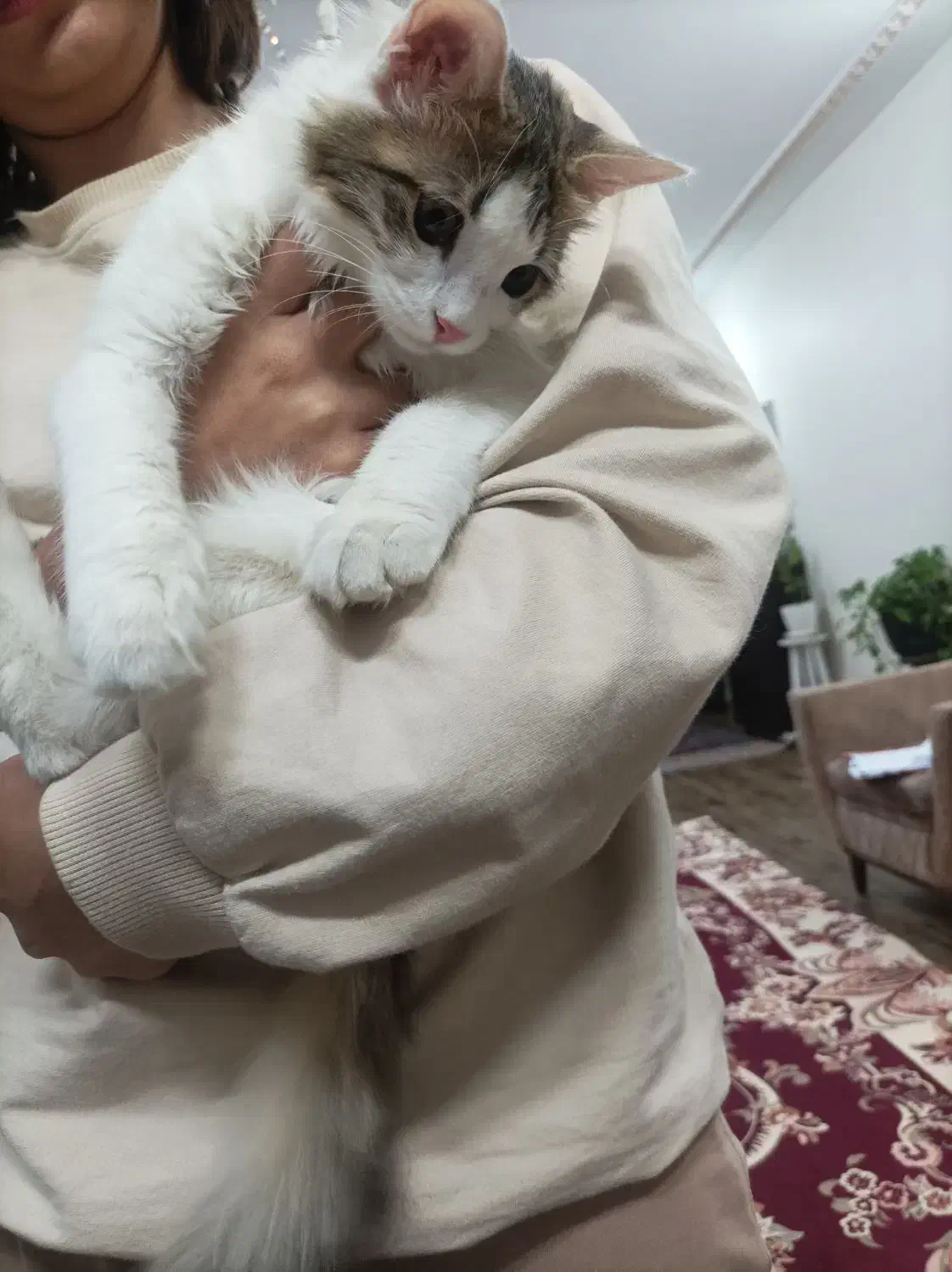 واگذاری گربه|گربه|شهریار, شهرک شاهد|دیوار