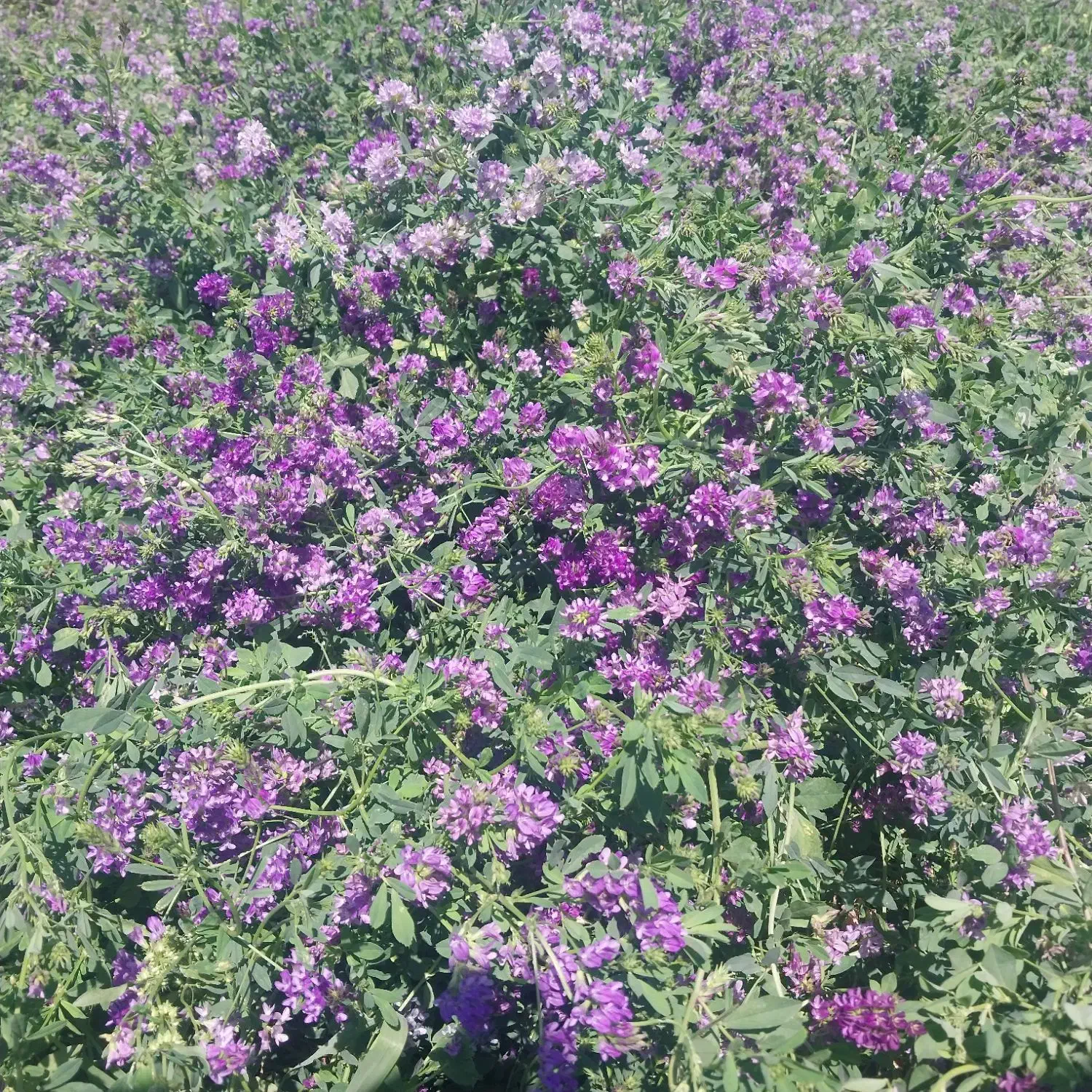 اجاره زمین کشاورزی|اجارهٔ دفتر صنعتی، کشاورزی، تجاری|پارس‌آباد, |دیوار