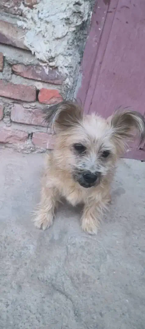 سگ پشمالوی پاکوتاه ماده|سگ|خاش, |دیوار