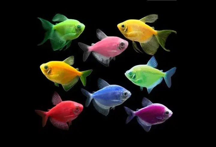 فروش انواع ماهی های تزئینی،به صورت کلی وجزئی،|ماهی|رشت, جانبازان|دیوار