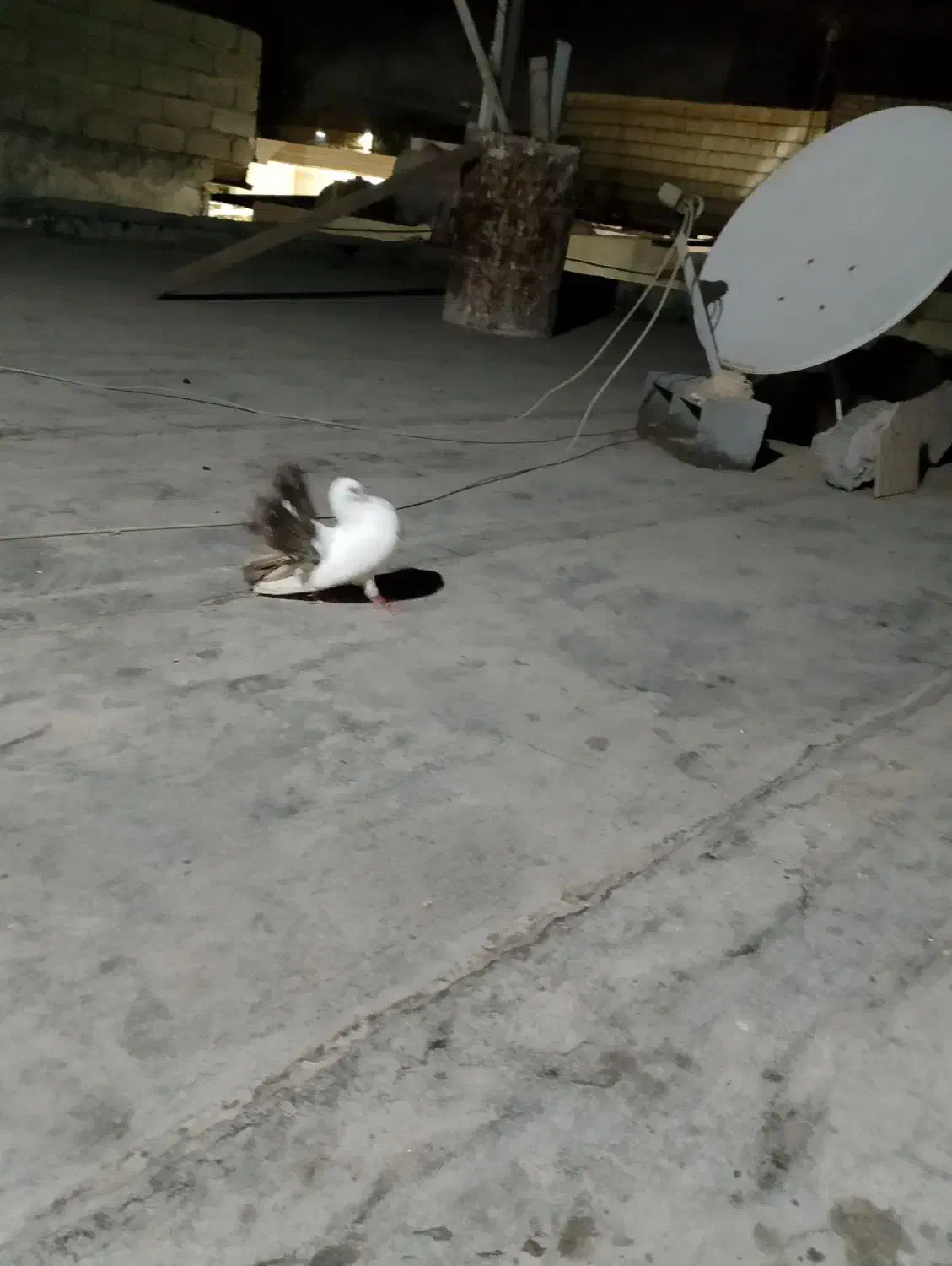 کفترقیمت توافقی|پرنده|میناب, |دیوار