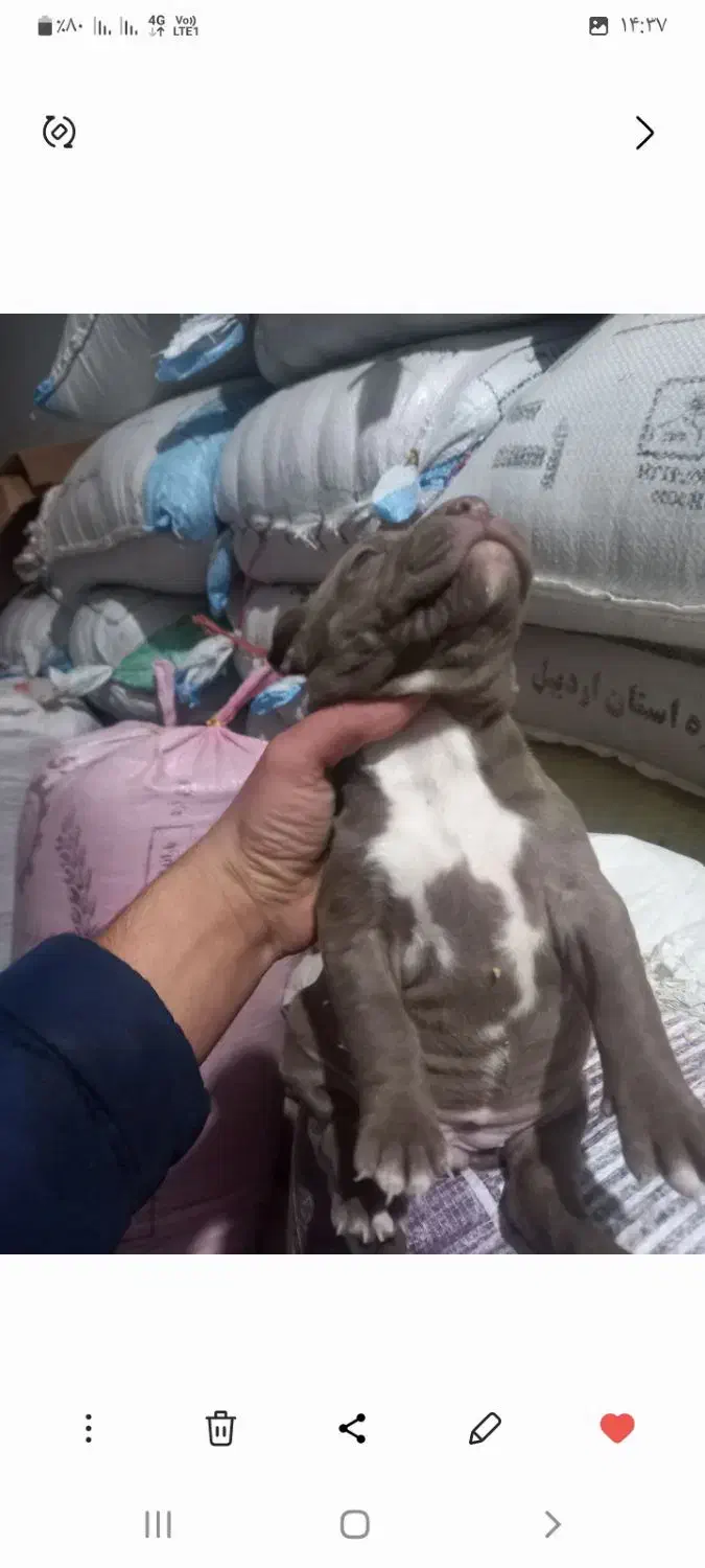 پیتبول ماده|سگ|اردبیل, |دیوار