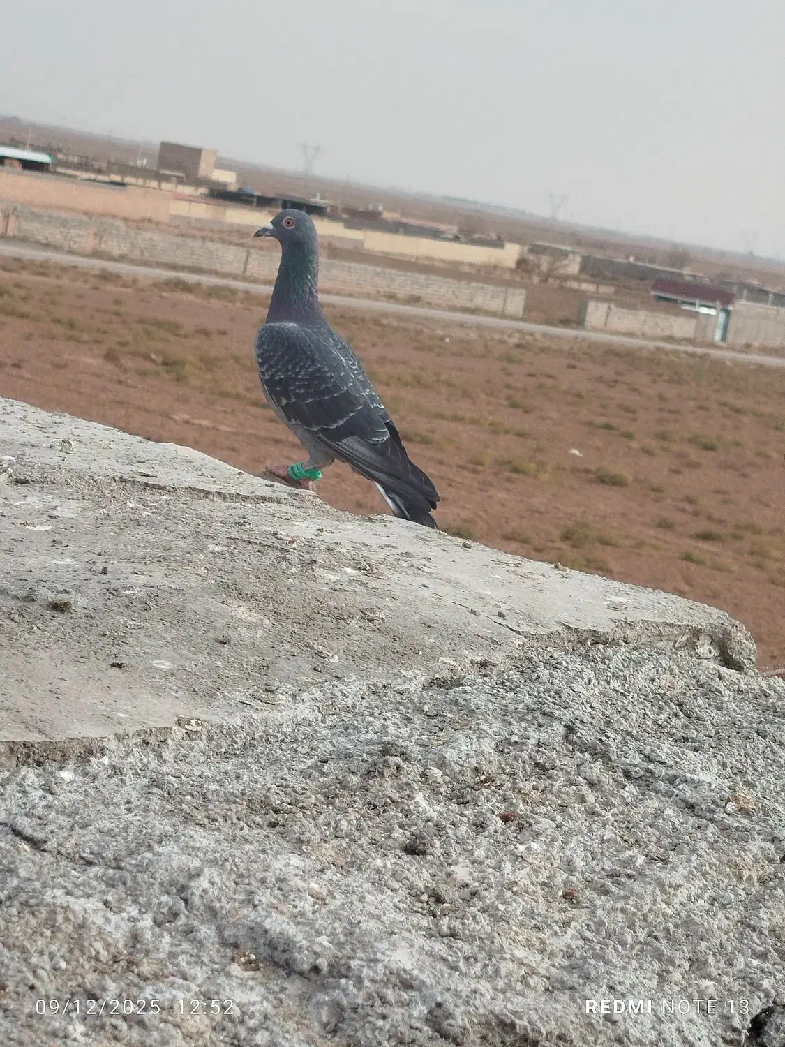 کفتر پرشی و جوجه|پرنده|نیشابور, ریوند|دیوار