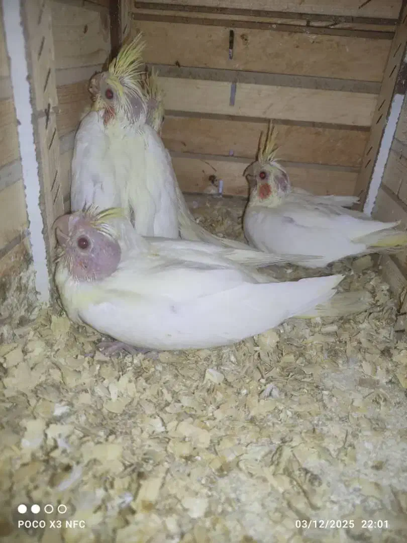 عروس هلندی لوتینو سرلاکی|پرنده|کازرون, |دیوار