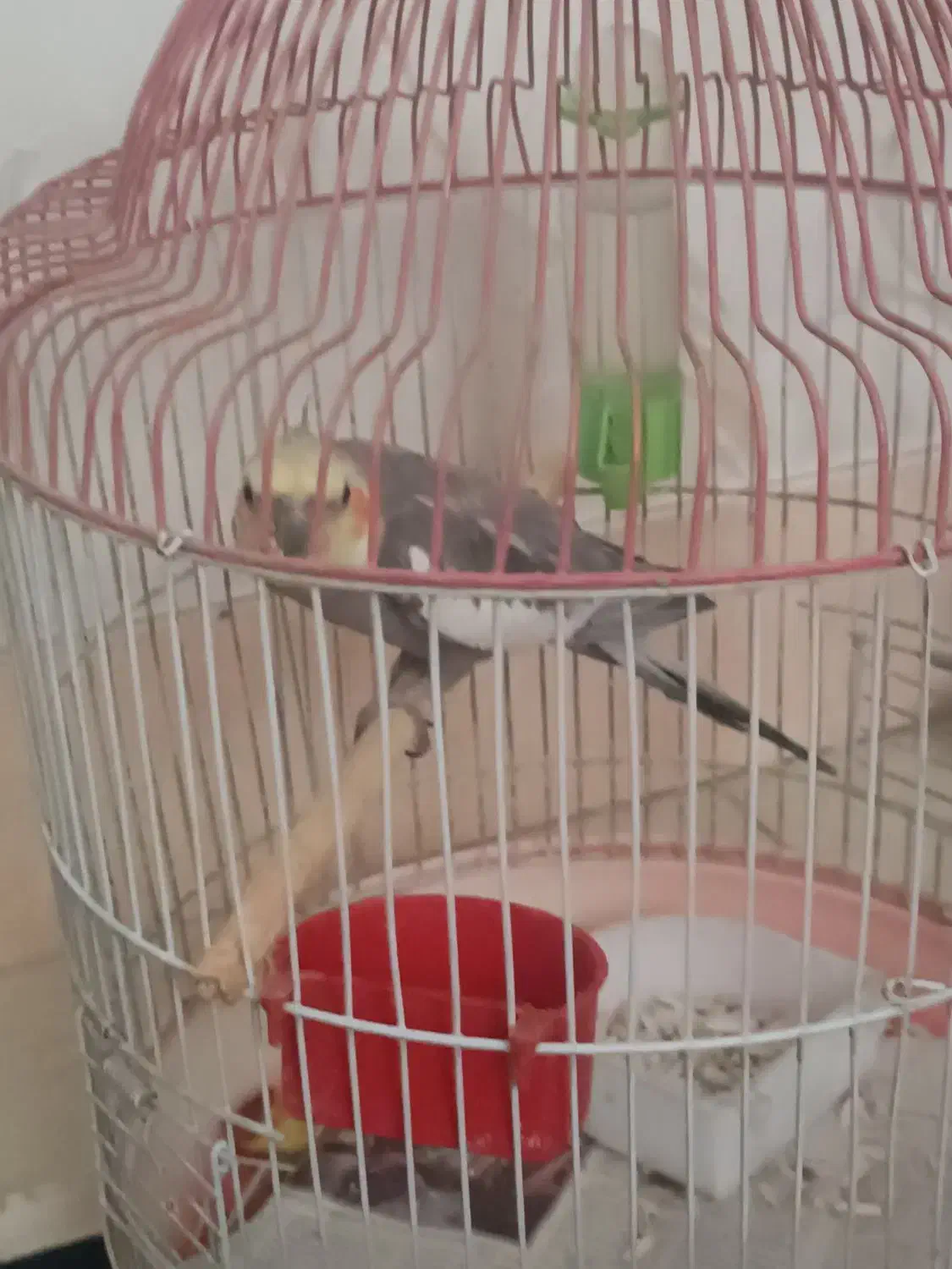 طوطی عروس|پرنده|سمنان, |دیوار