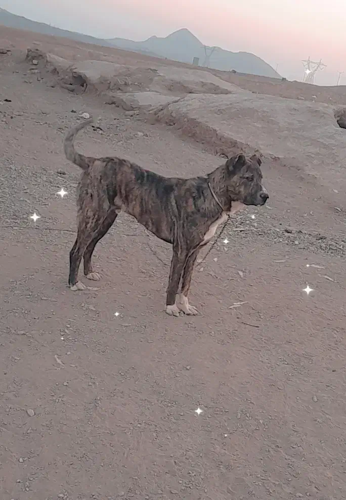 سگ 7 ماهه|سگ|سده (خراسان جنوبی), |دیوار