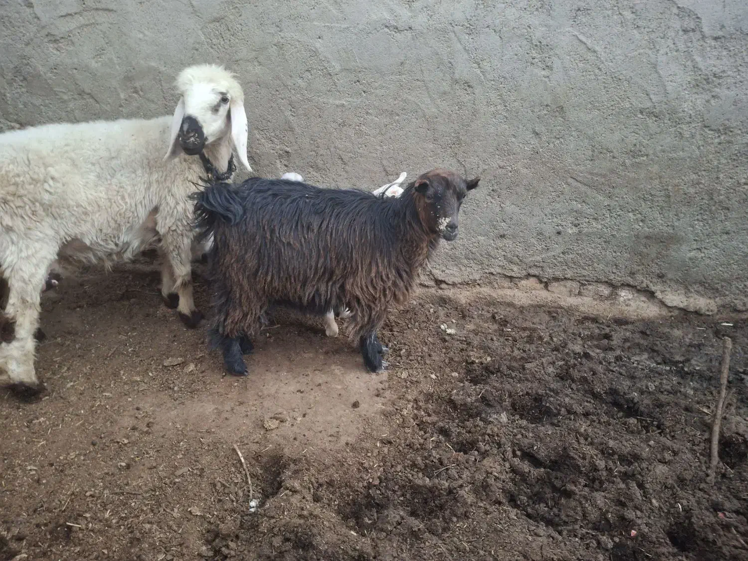 کره ماده|حیوانات مزرعه|کرباسک, |دیوار