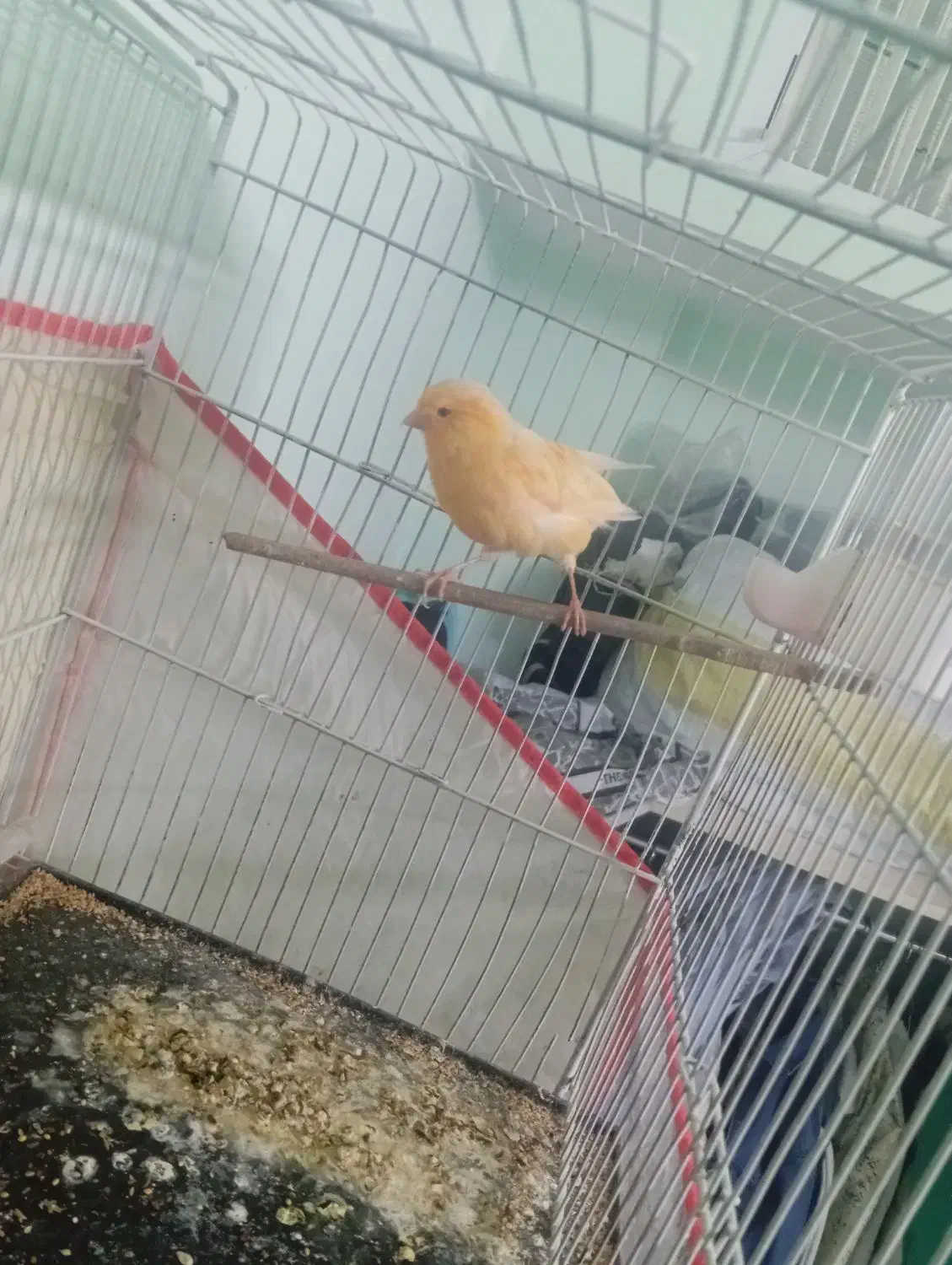 قناری ماده|پرنده|سبزوار, فیاض|دیوار