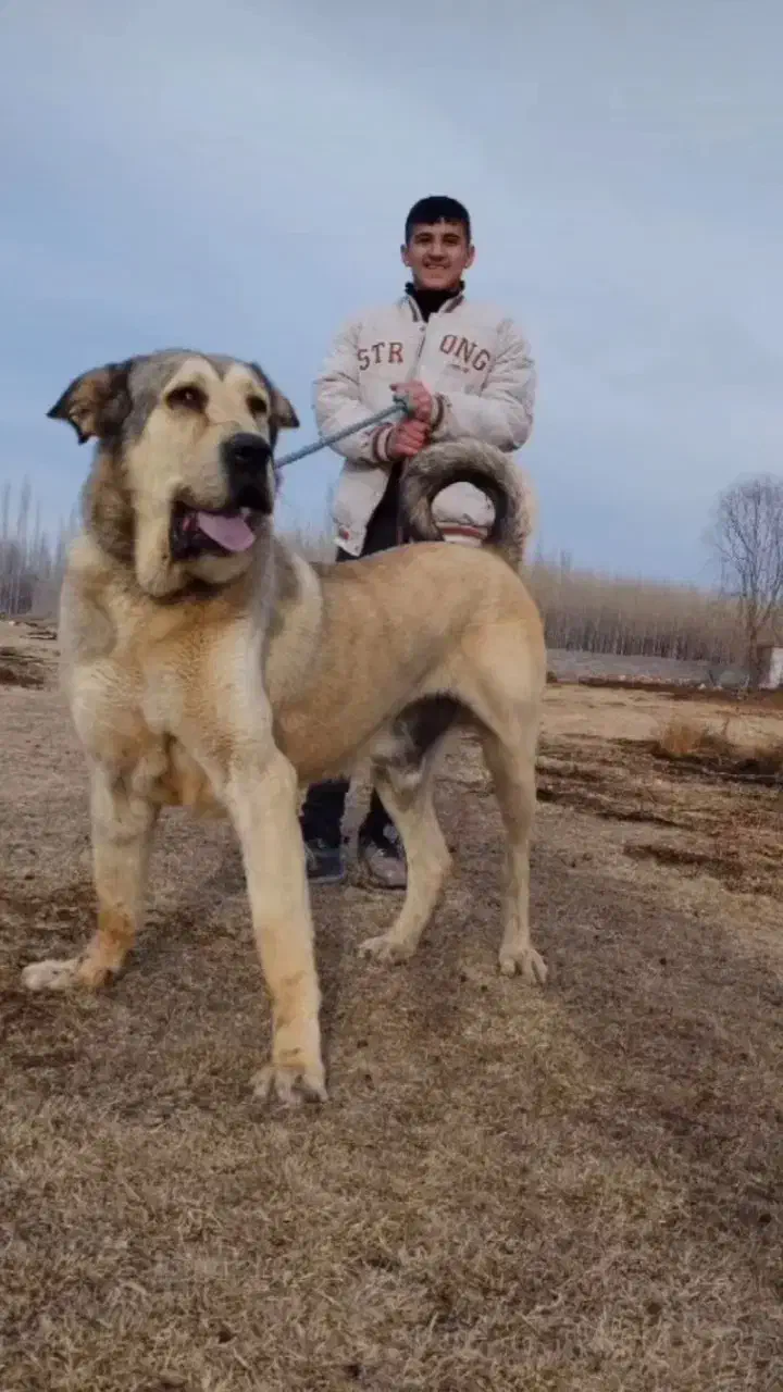 سگ پژدر اصیل قیمت عالی|سگ|شازند, |دیوار