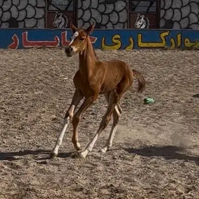 کره نریان کرد|اسب و تجهیزات اسبسواری|مرند, |دیوار