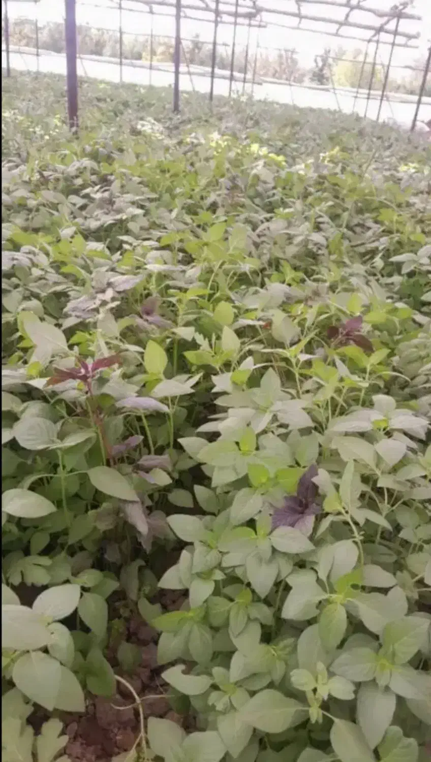 ریحون قشنگ گلخونه ای|خوردنی و آشامیدنی|یزد, |دیوار