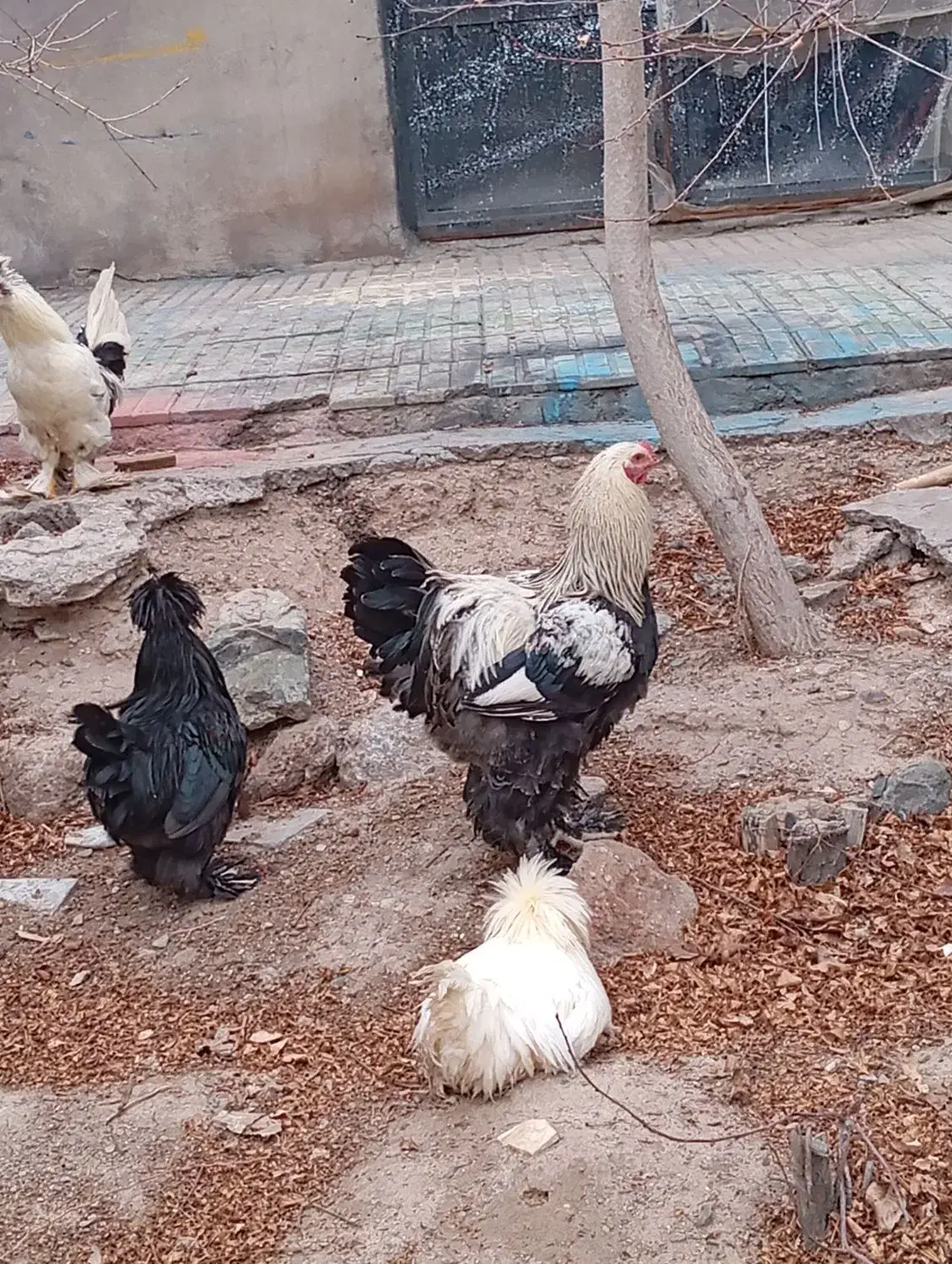 خروس|حیوانات مزرعه|پاریز, |دیوار